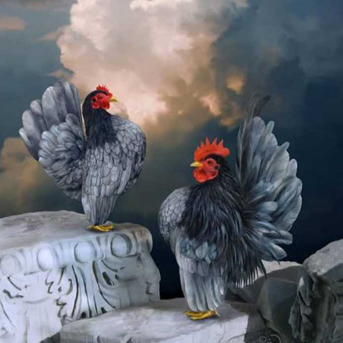 AYAM SERAMA HIAS ANAKAN REMAJA DEWASA