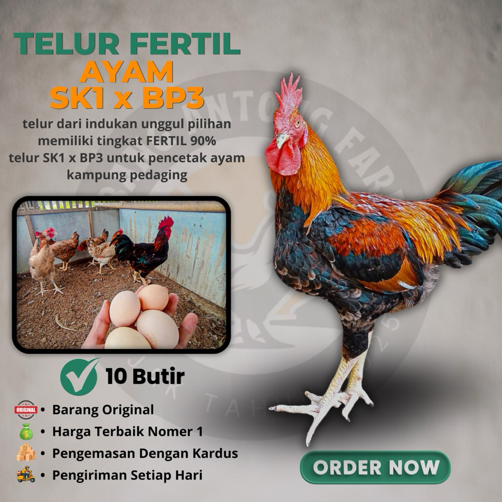 TELUR TETAS AYAM SENGKUNI 1 (SK1) & BP3 95% ORIGINAL