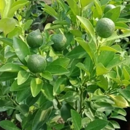 tanaman buah jeruk sonkit