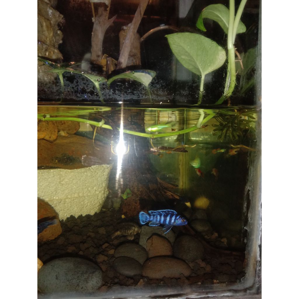 Ikan hias demasoni cichlid