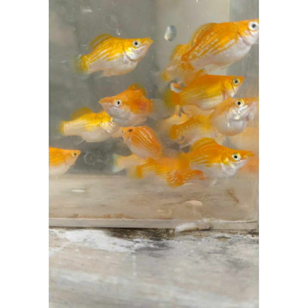 Molly balon thailand hiasan aquarium