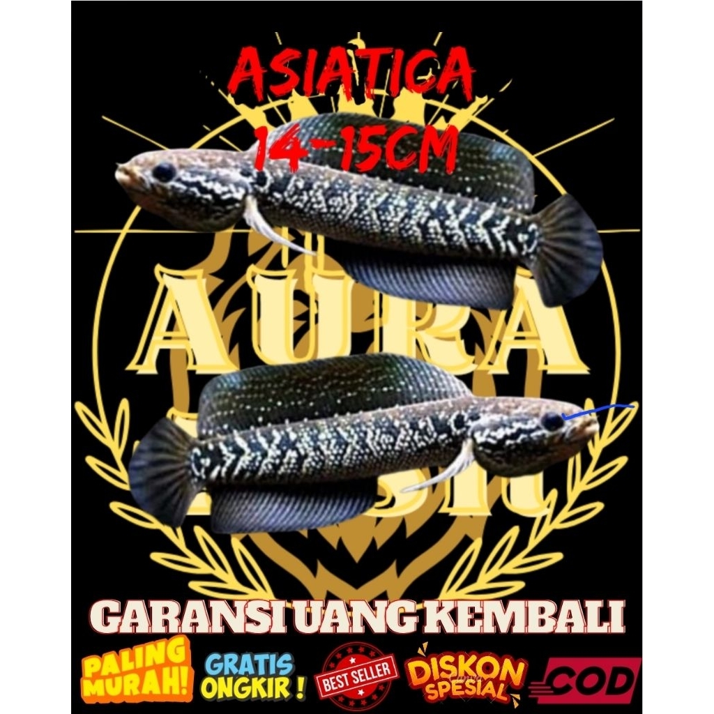 CHANNA ASIATICA 15-16CM BERGARANSI, SINGLE TANK, FLARING FUL DOT (PREMIUM)