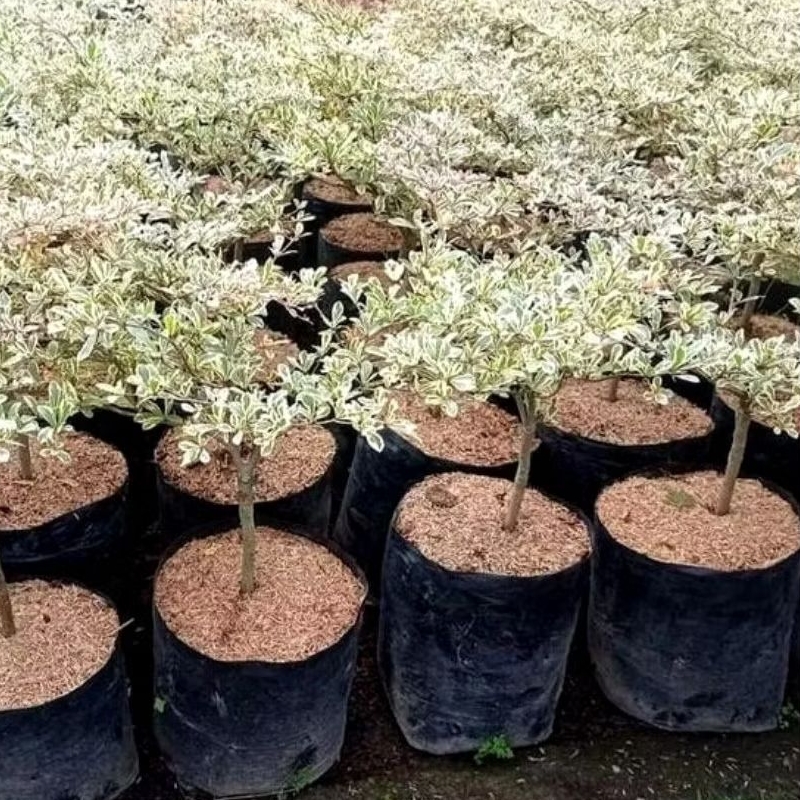 tanaman hias Ketapang kencana Varigata 80-1 meter - pohon ketapang mini putih
