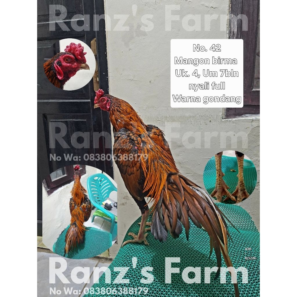 Ayam bangkok Mangon birma gondang