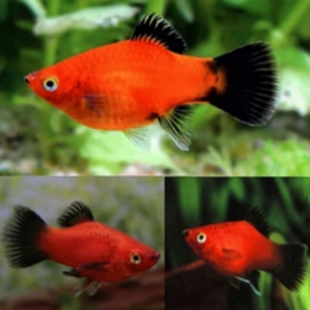 Platy Coral Blacktail Red Wagtail hiasan aquarium aquascape molly