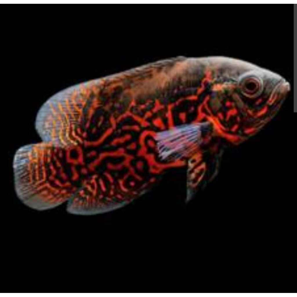 TERLARIS,Ikan (Oscar Leopard) ikan hias air tawar aquarium aquapece