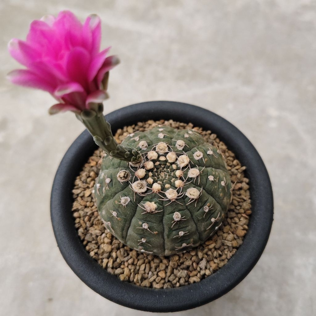 Tanaman Kaktus Gymnocalycium ragonesei bunga pink