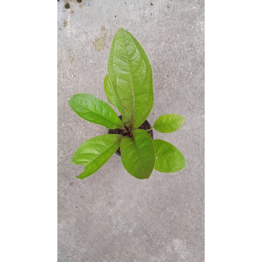 Jemani Golden/Anthurium Jenmani Golden (Size Dewasa) (1)