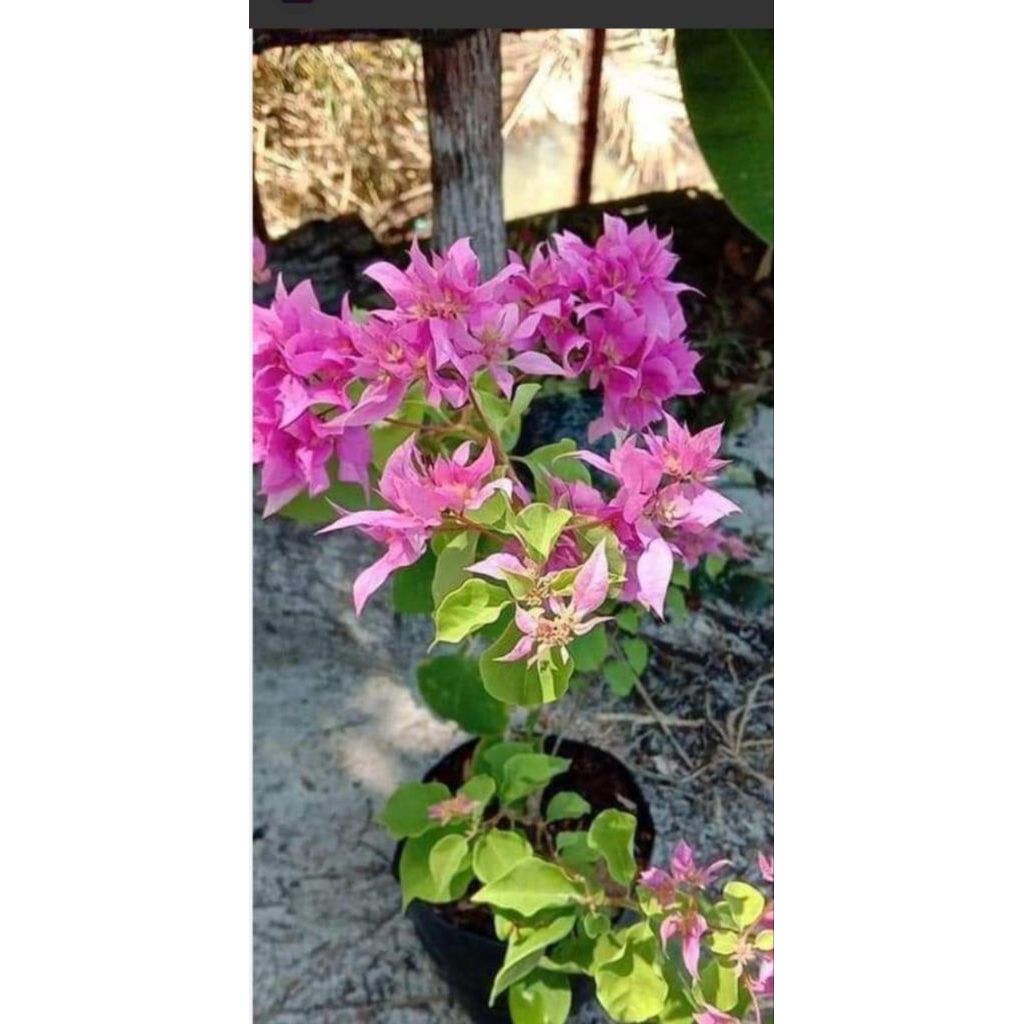 Bougenville Hawai pink