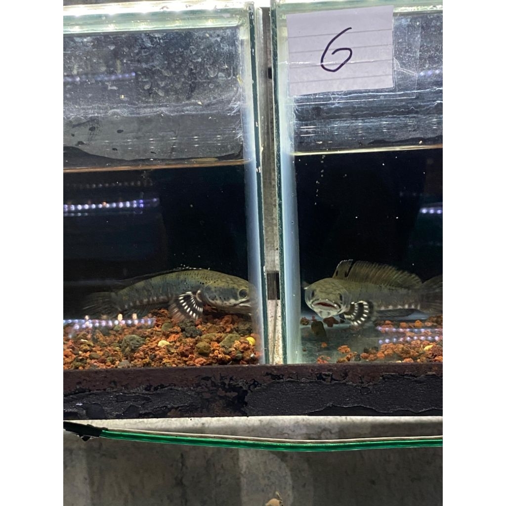 chana blue pulchra gondrong size 15-18cm