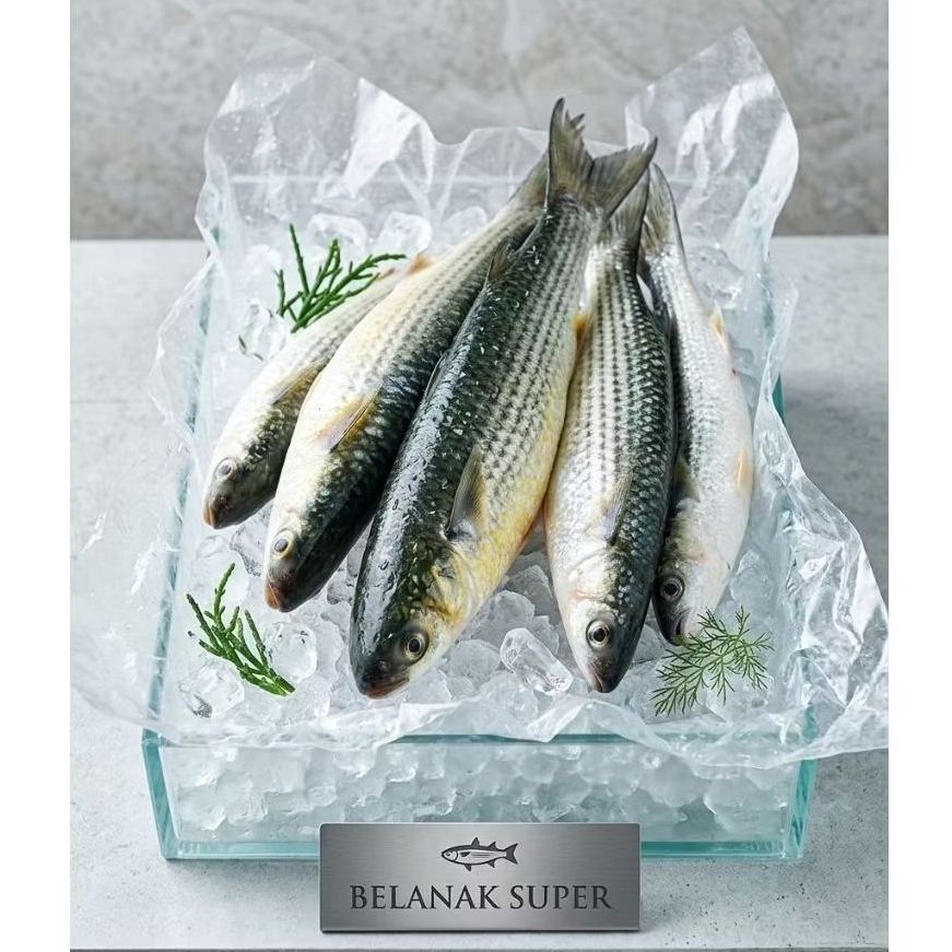 ikan belanak Fresh dibersihkan