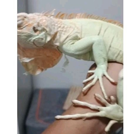 mainan iguana snow