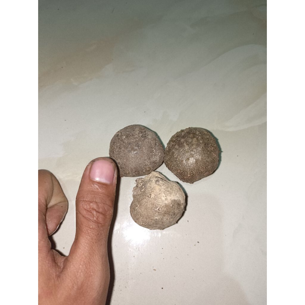 bibit porang (KATAK SUPER )