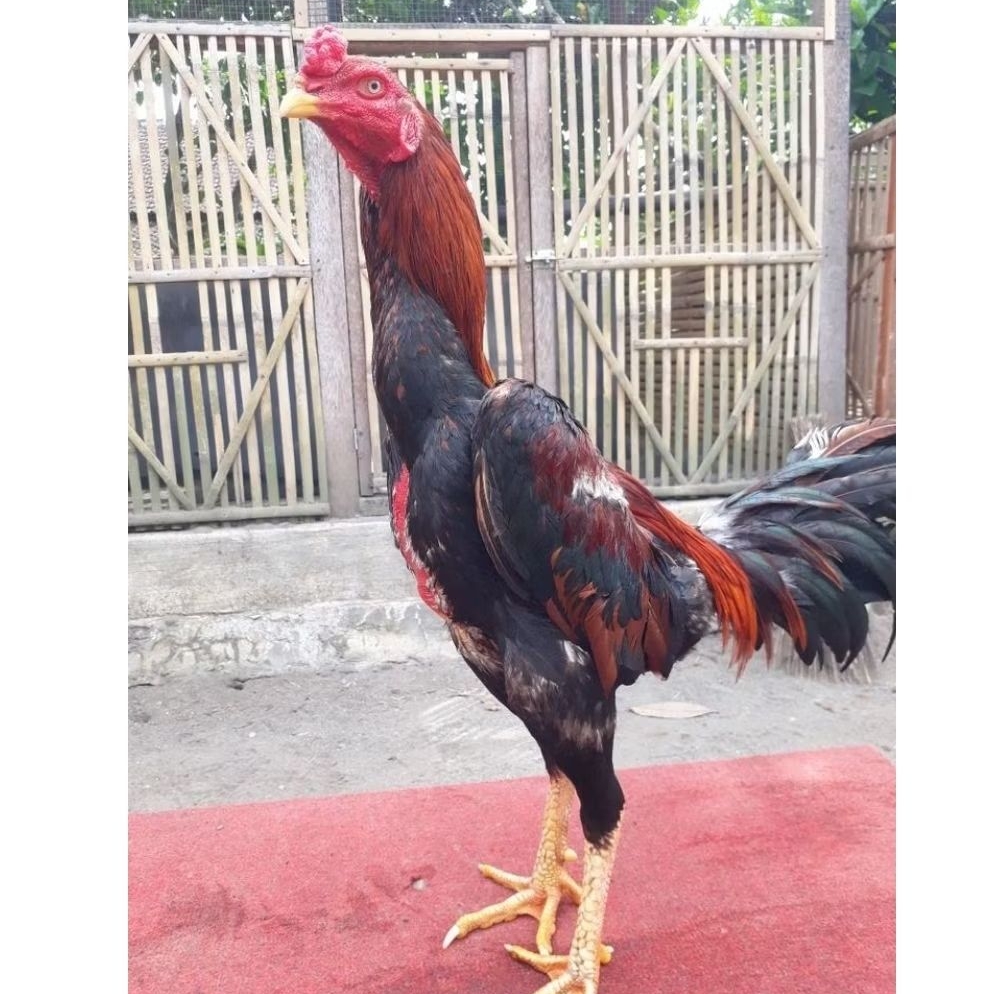 telur ayam Bangkok fertil untuk di tetaskan full brakot IQ X f2 ayam aduan