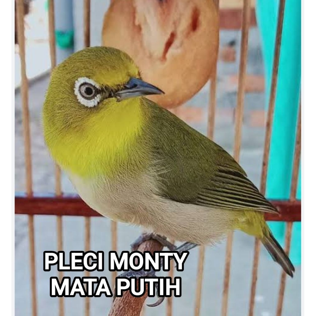 Pleci Monty mata putih