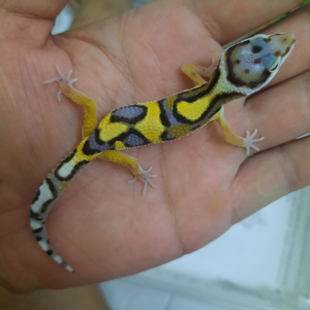 Hiasan Rumah sesuai Foto Gecko leopard Bold stripe  Baby