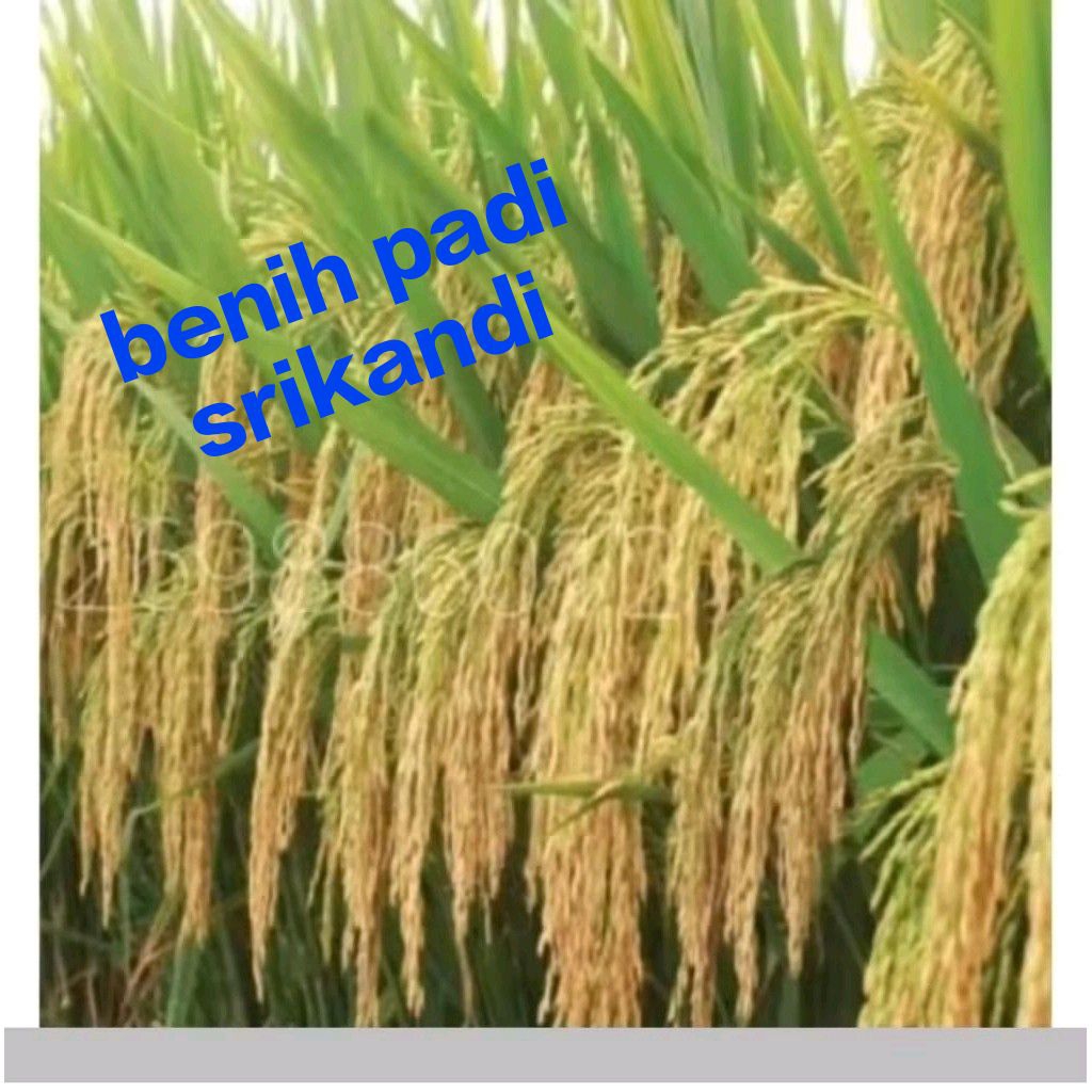 Bibit benih padi srikandi kemasan 5kg