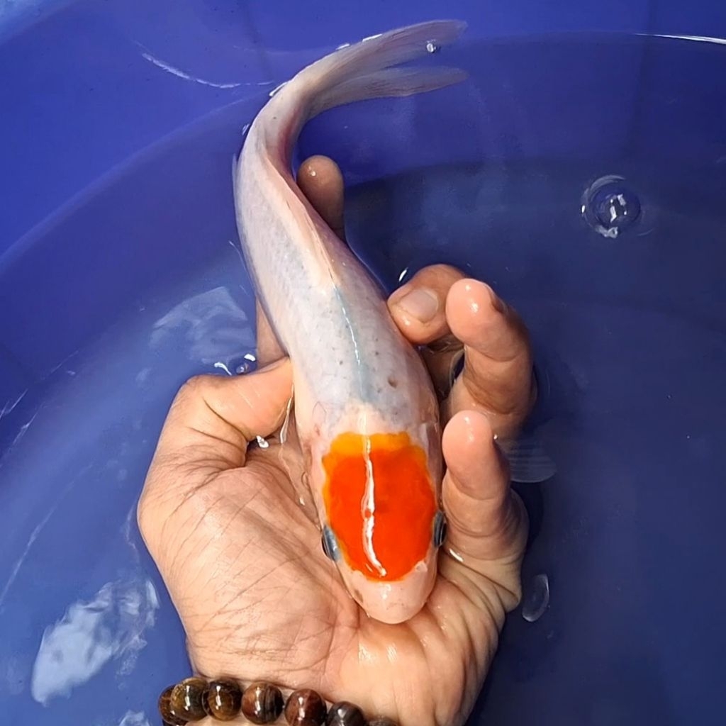 Ikan Koi Blitar Jenis Tancho / Rumah Koi Jakarta / Kode 004