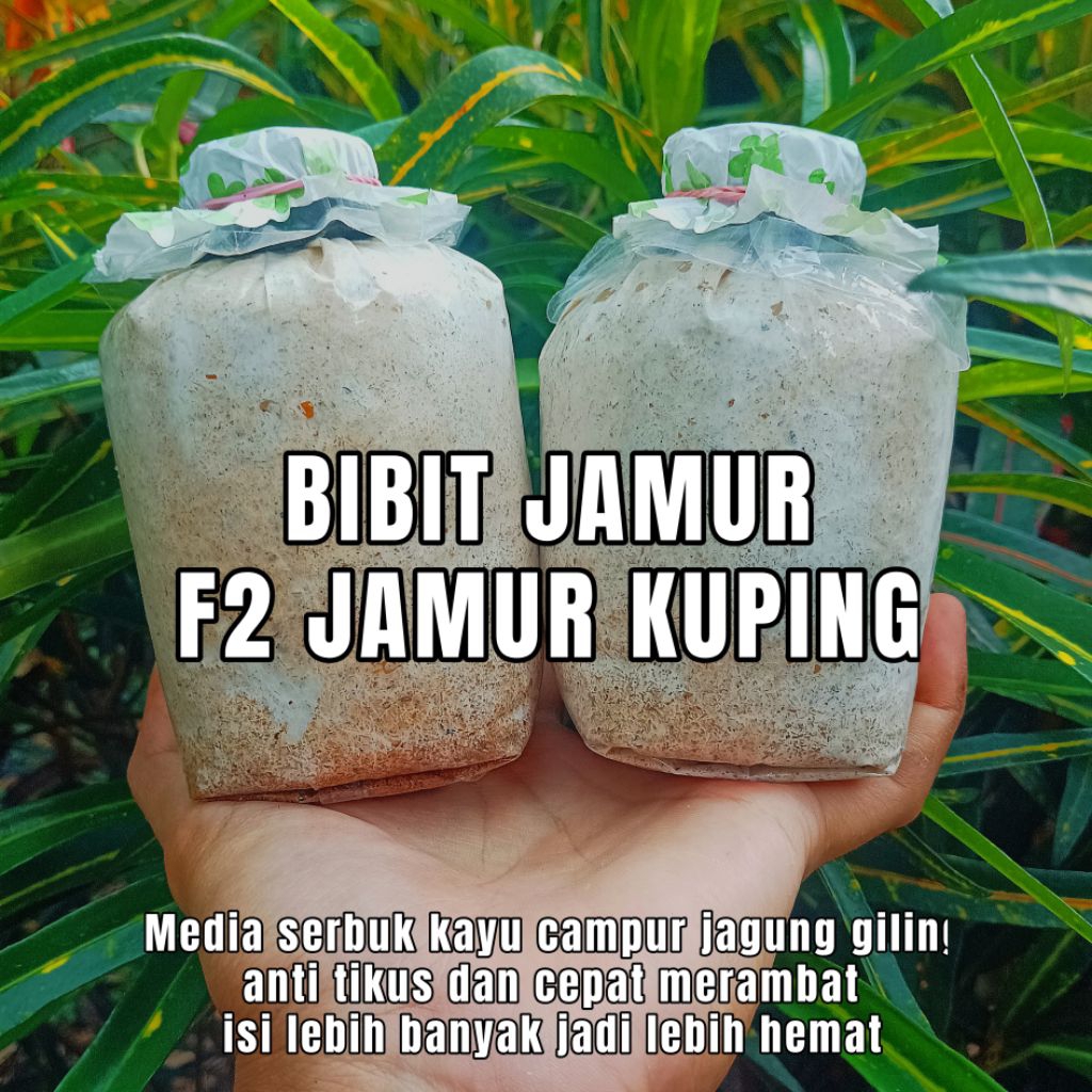 BIBIT F2 JAMUR KUPING HITAM