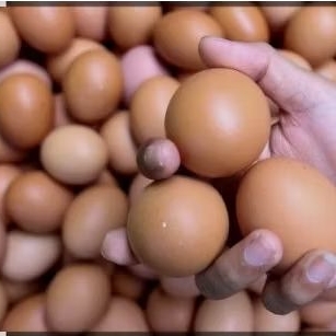 telur ayam negri