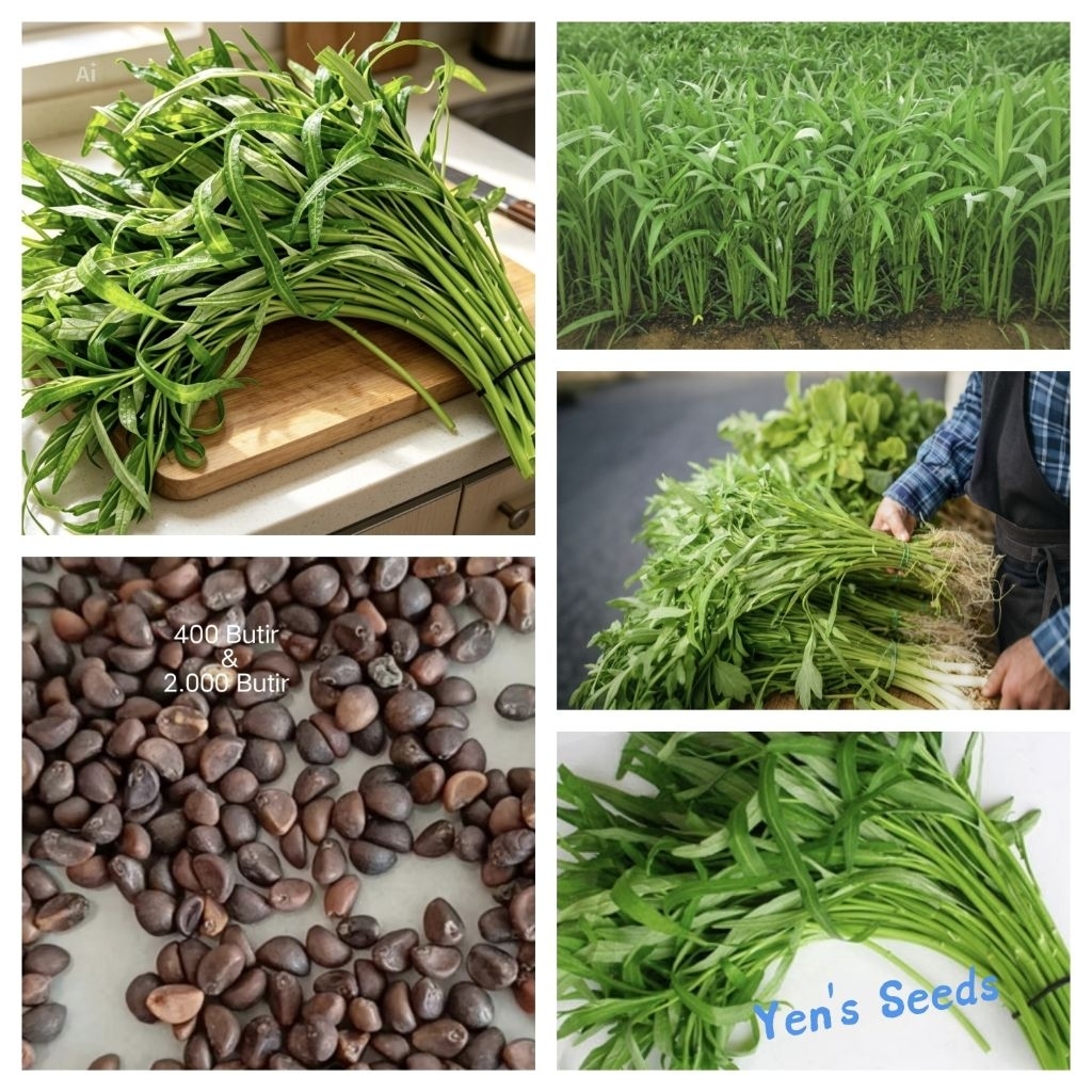 Benih Sayuran Kangkung Unggul | Kangkung