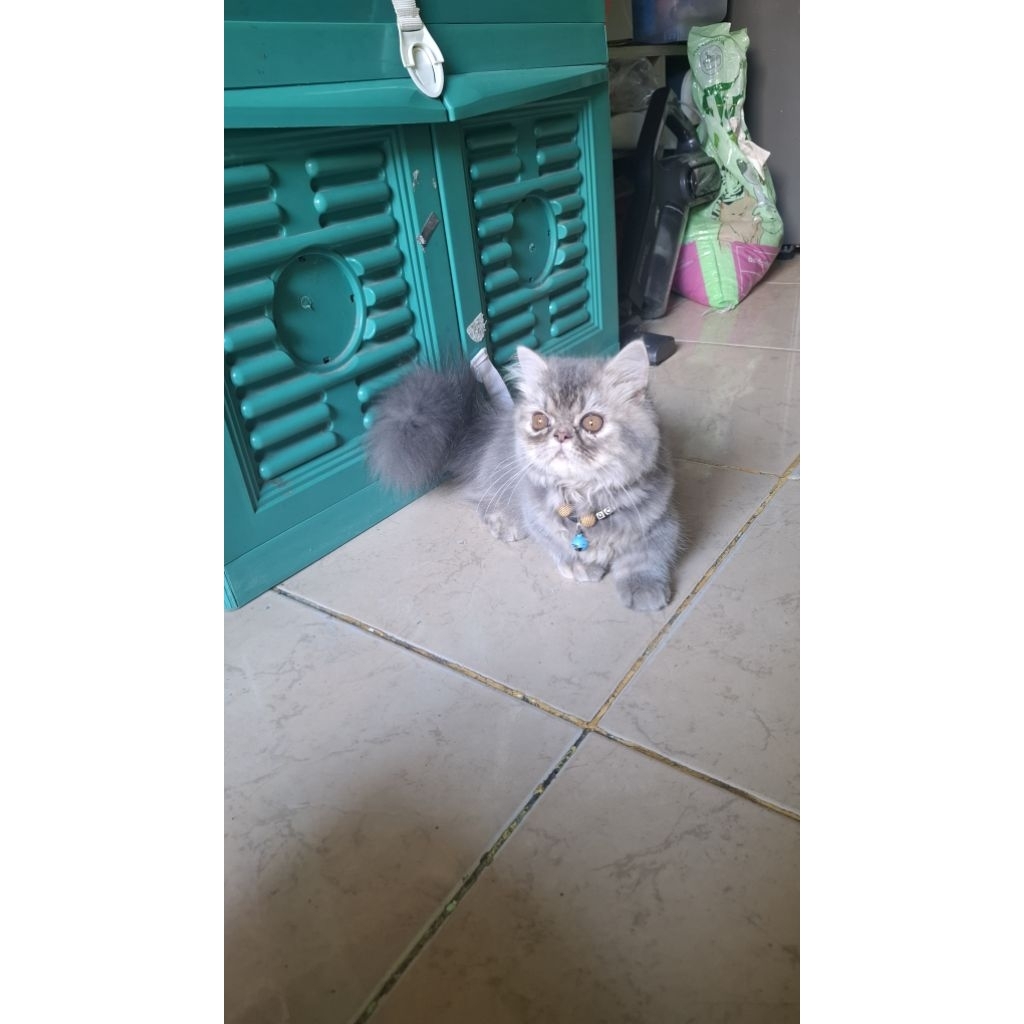 MUNCHKIN PEAKNOSE BETINA