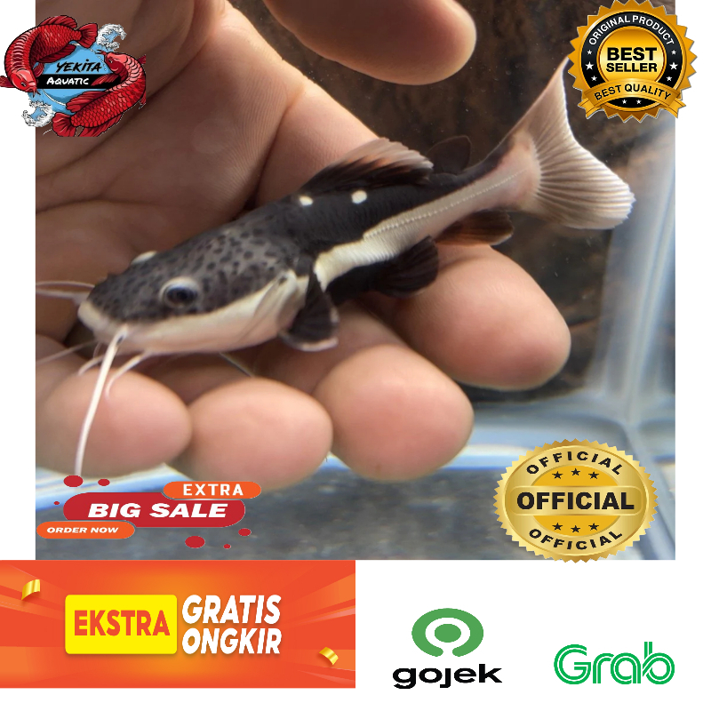 Ikan Redtail Catfish - RTC - Murah - 6-8 CM