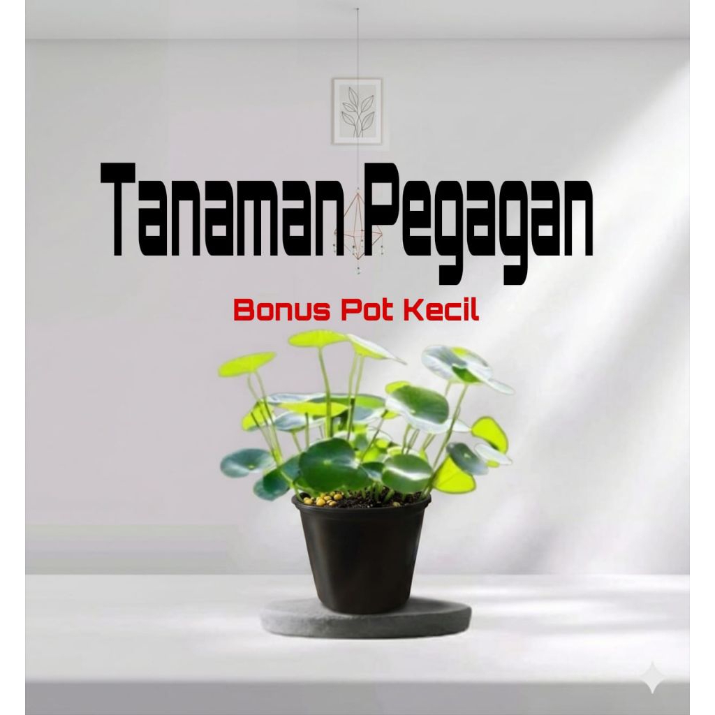TANAMAN PEGAGAN (FREE POT KECIL CANTIK)