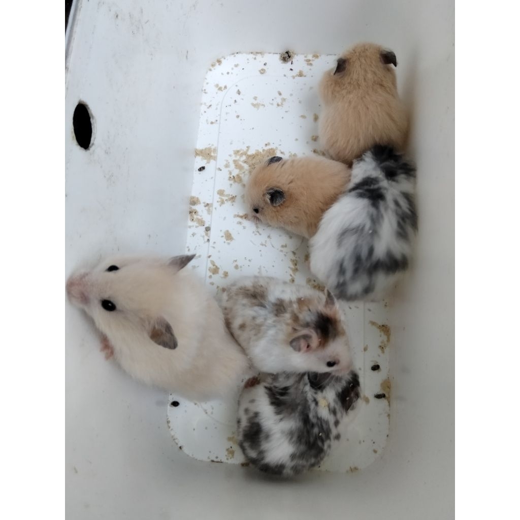 Hamster syirian varian domspot, cream black ear, yellow satin