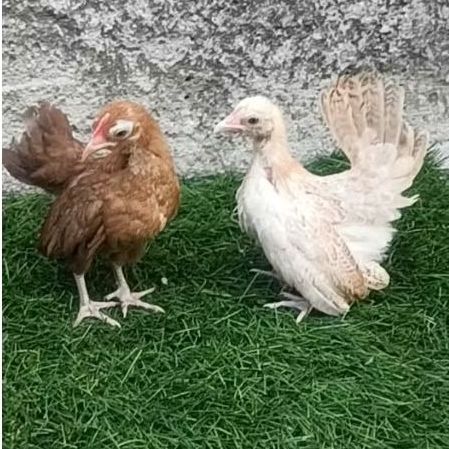 ayam kate sepasang anakan