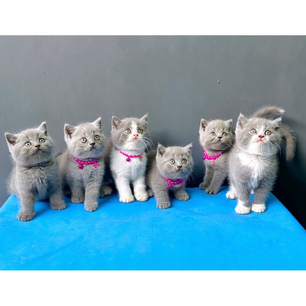 Kucing Kitten BSH British Shorthair Blue Bicolor