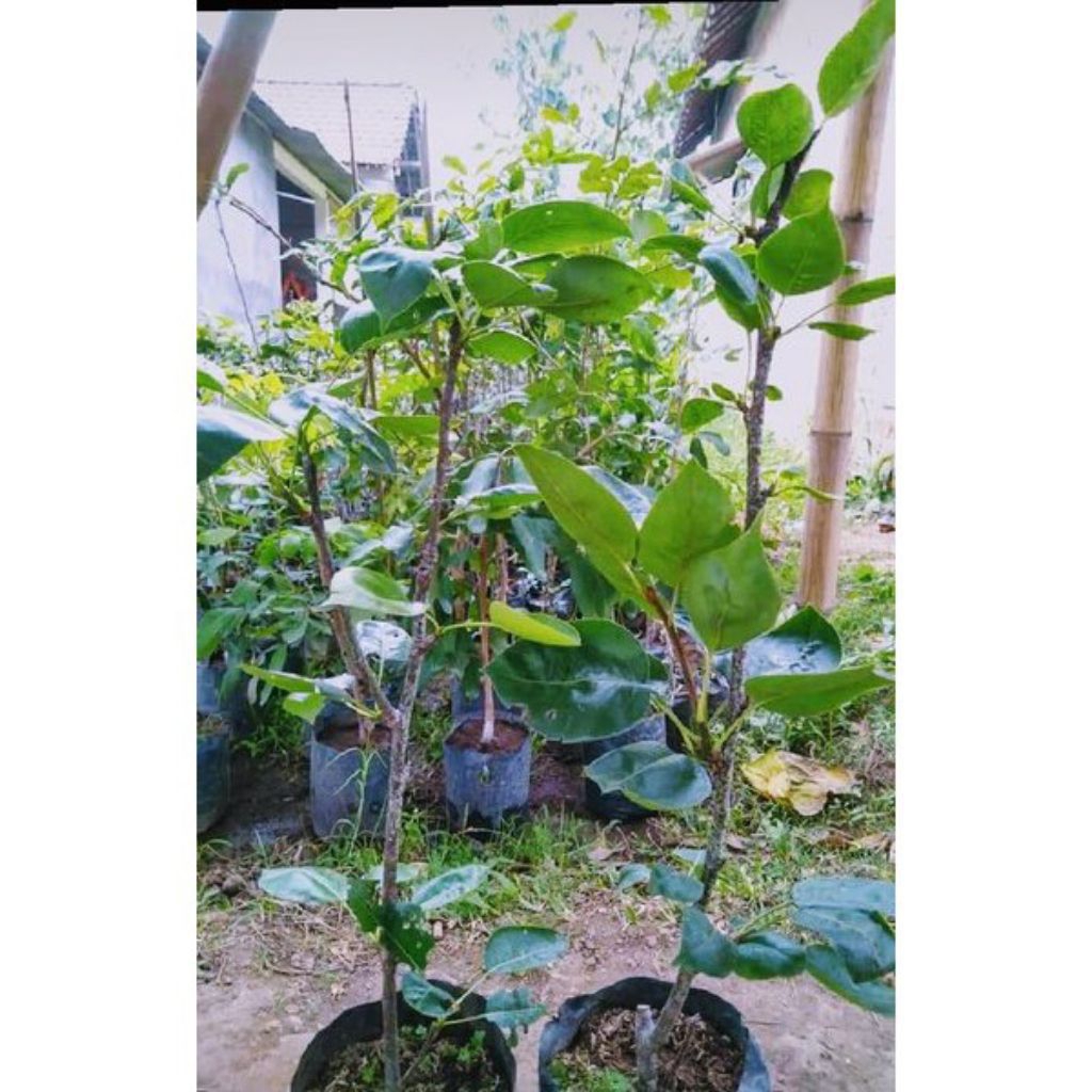 bibit pohon buah pir cangkok cepat berbuah