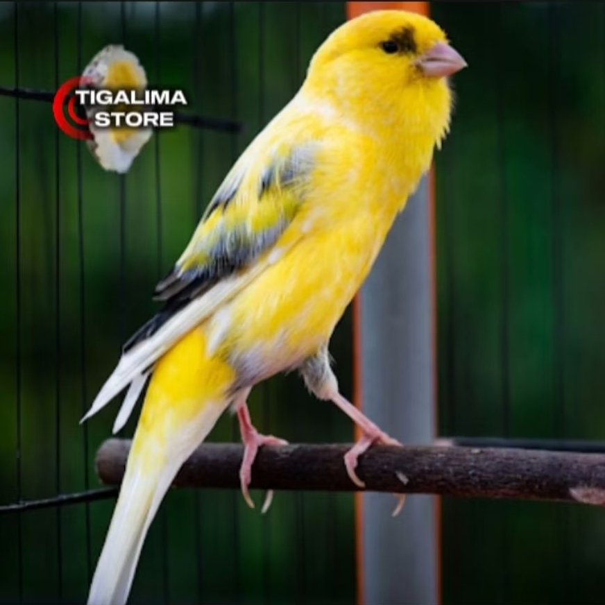 BURUNG KENARI F1 JADI GACORAN