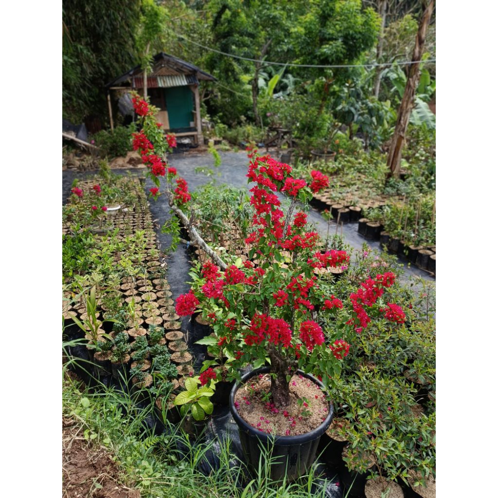 bougenville ekor musang merah / bougenville import / bonsai bougenville import / jenis langka