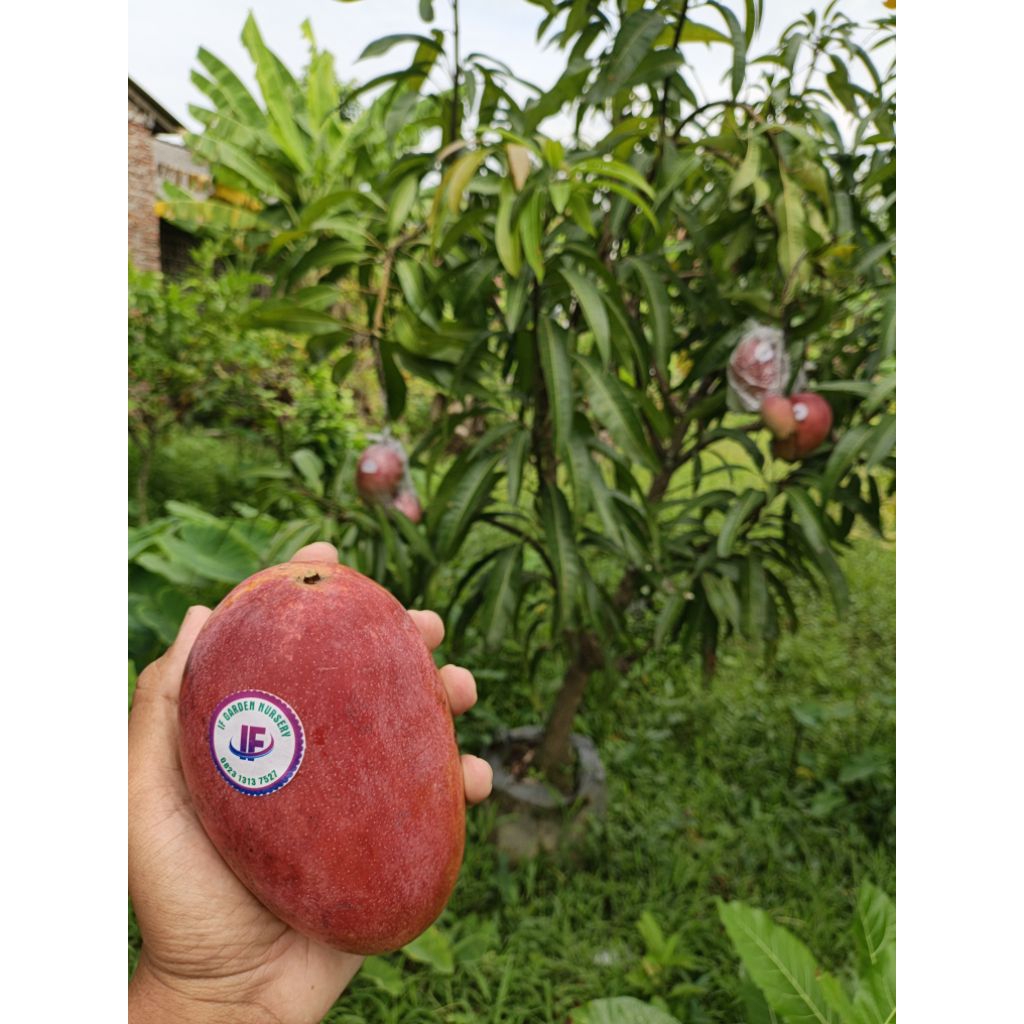 Bibit mangga Miyazaki cangkok susu