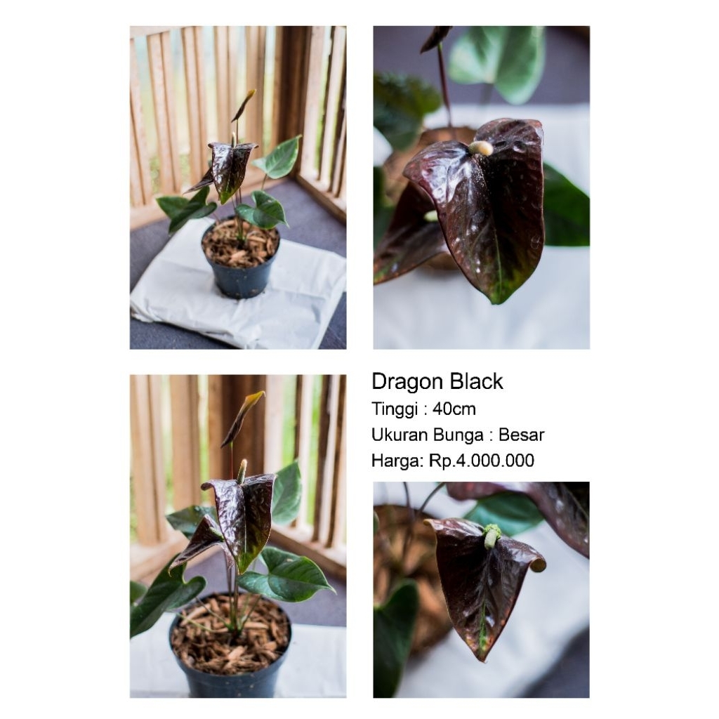 Anthurium bunga Dragon Black