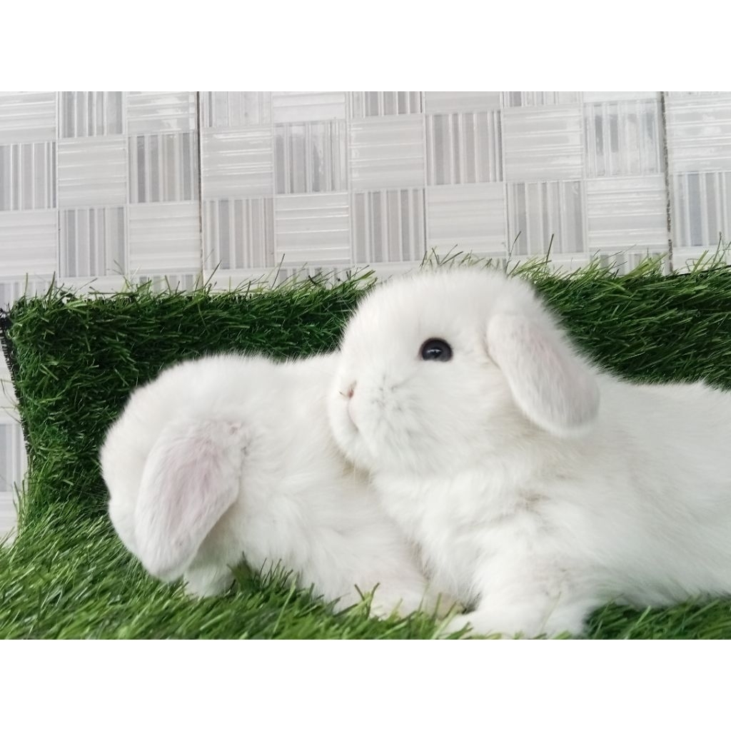 Kelinci Holland Lop Blue Eyes White