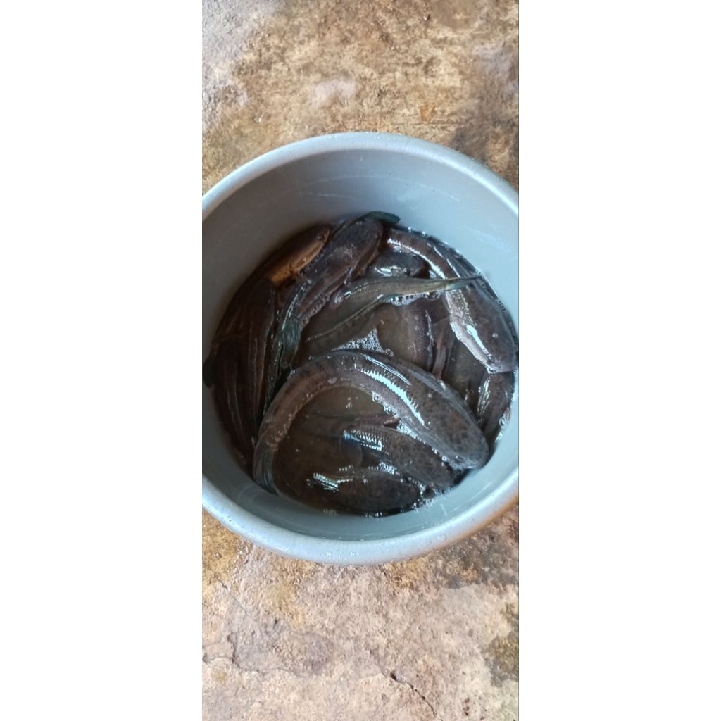 Ikan Gabus Hidup