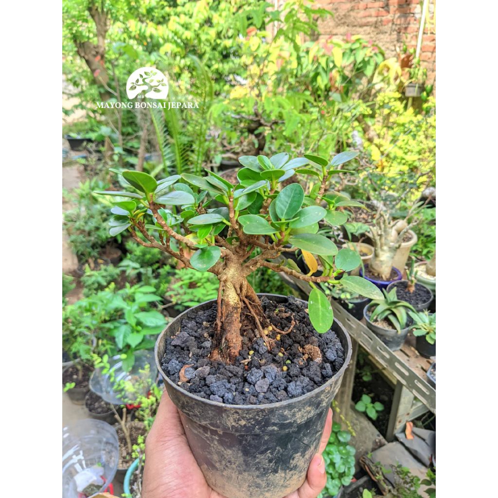 Bonsai mame ficus Microcarpa dolar mangkok dolar micro