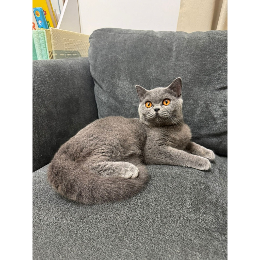 Kitten British shorthair