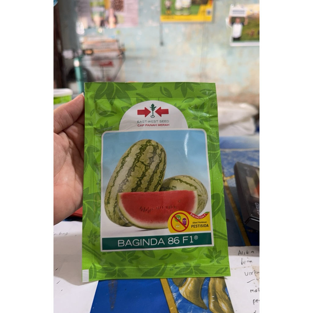 baginda 86 f1 380 butir