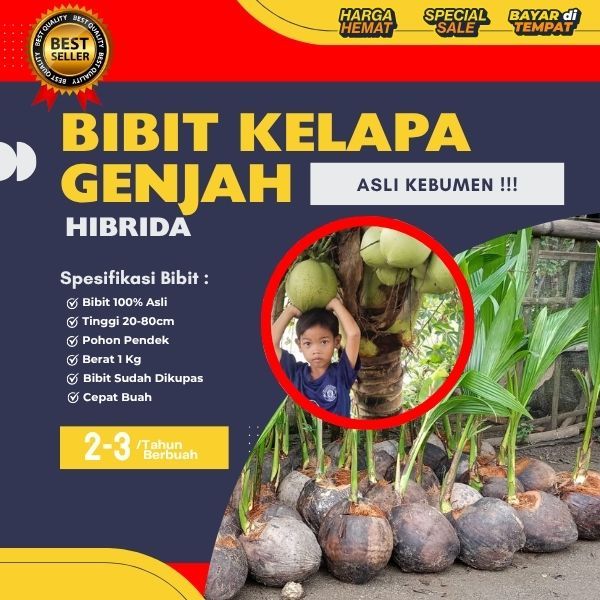 TERJAMIN  Pohon Kelapa Hibrida , Pohon Kelapa Hibrida Bersertifikat, Pohon Kelapa Hibrida Buah Besar