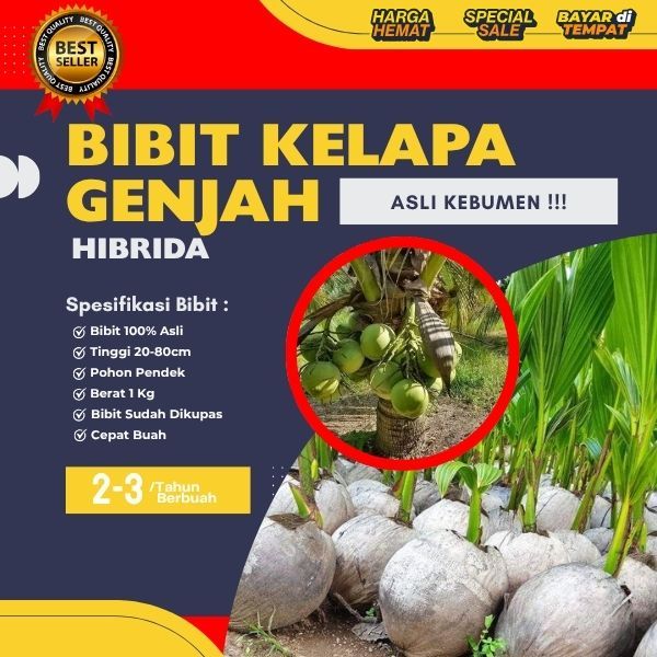 PALING LARIS  Pohon Kelapa Hibrida Buah Besar, Pohon Kelapa Hibrida Besar, Pohon Kelapa Hibrida F1