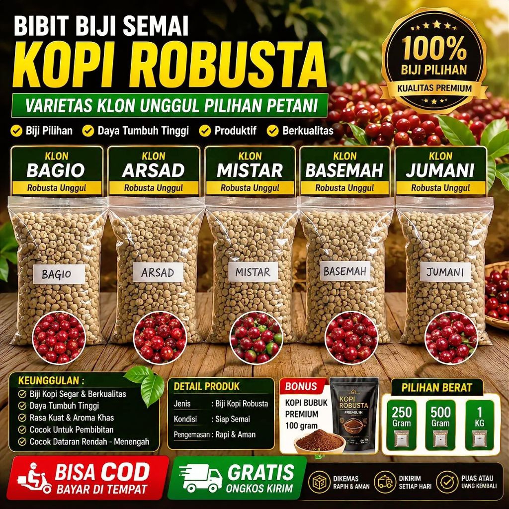 Bibit Biji Kopi Robusta Varietas Klon Arsad Bagio Basemah Mistar Jumani Unggul Siap Semai | Benih Ko