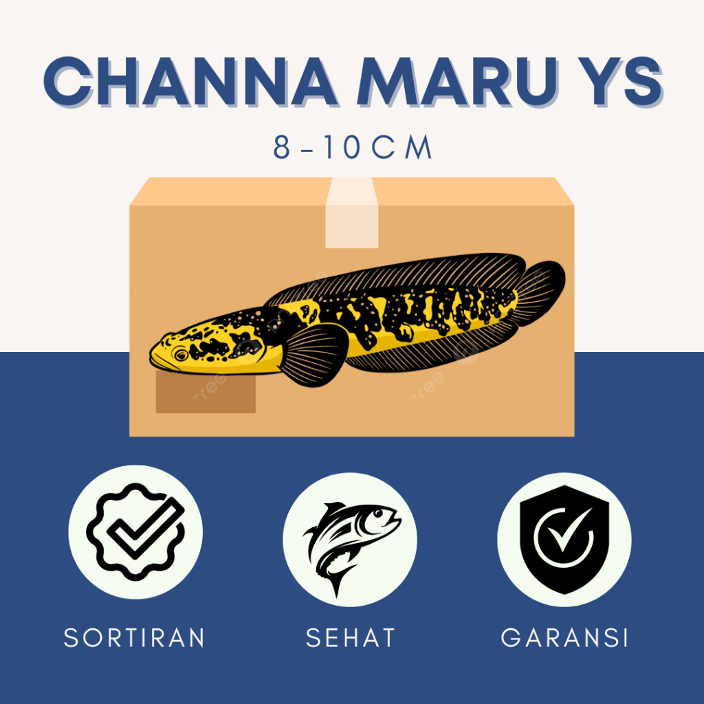 Maru YS Sortiran Terbaik Ukur 8-10cm