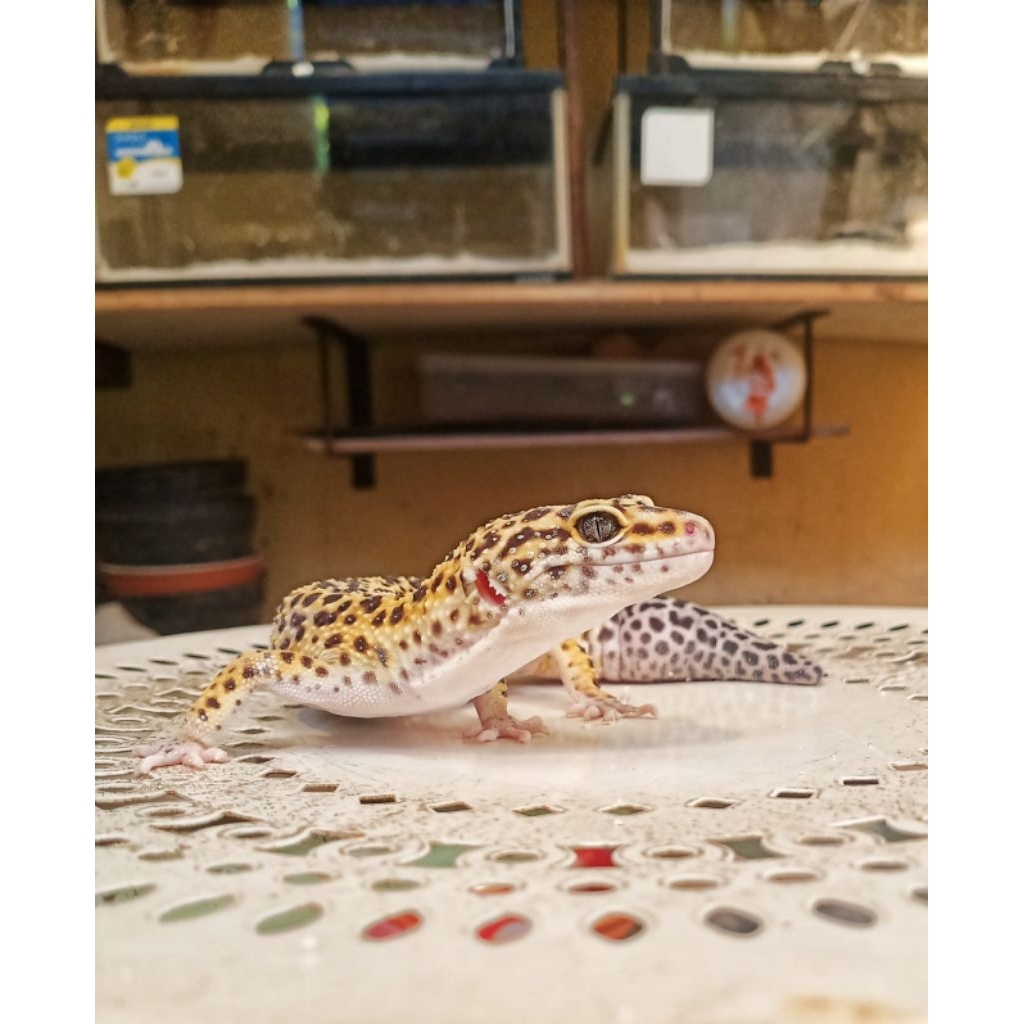 Mainan Gecko Tangerine het Tremper