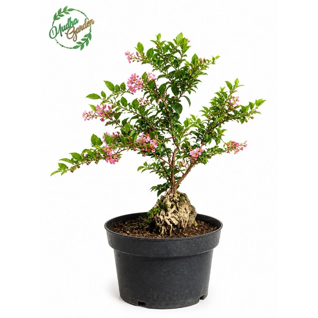 Sakura Mikro - Bahan Bonsai Sakura Jepang - Tanaman Hias Outdoor Cantik