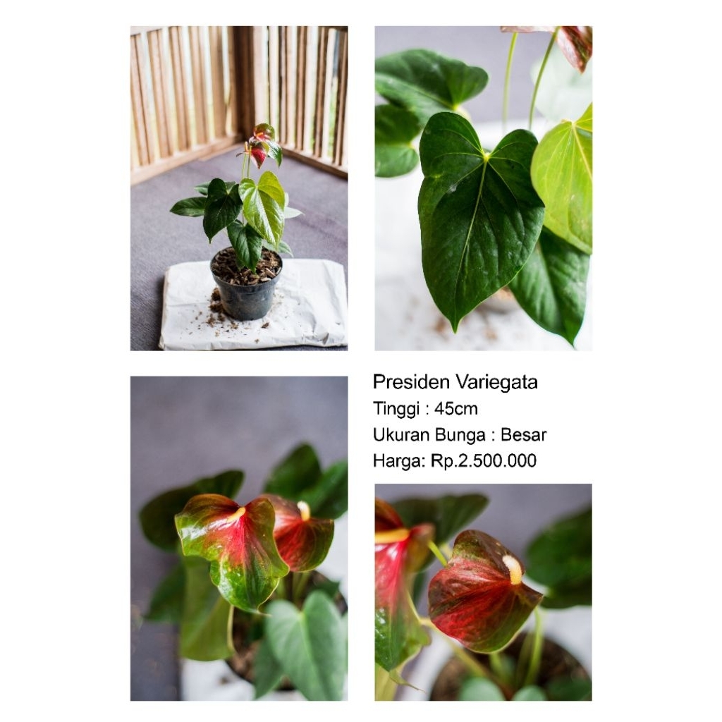 Anthurium bunga Presiden Varigata
