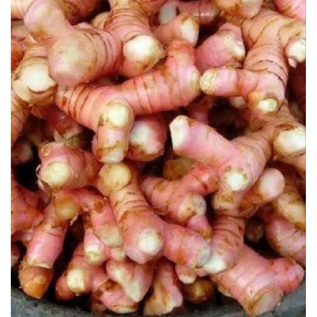 lengkuas merah fres per 1kg