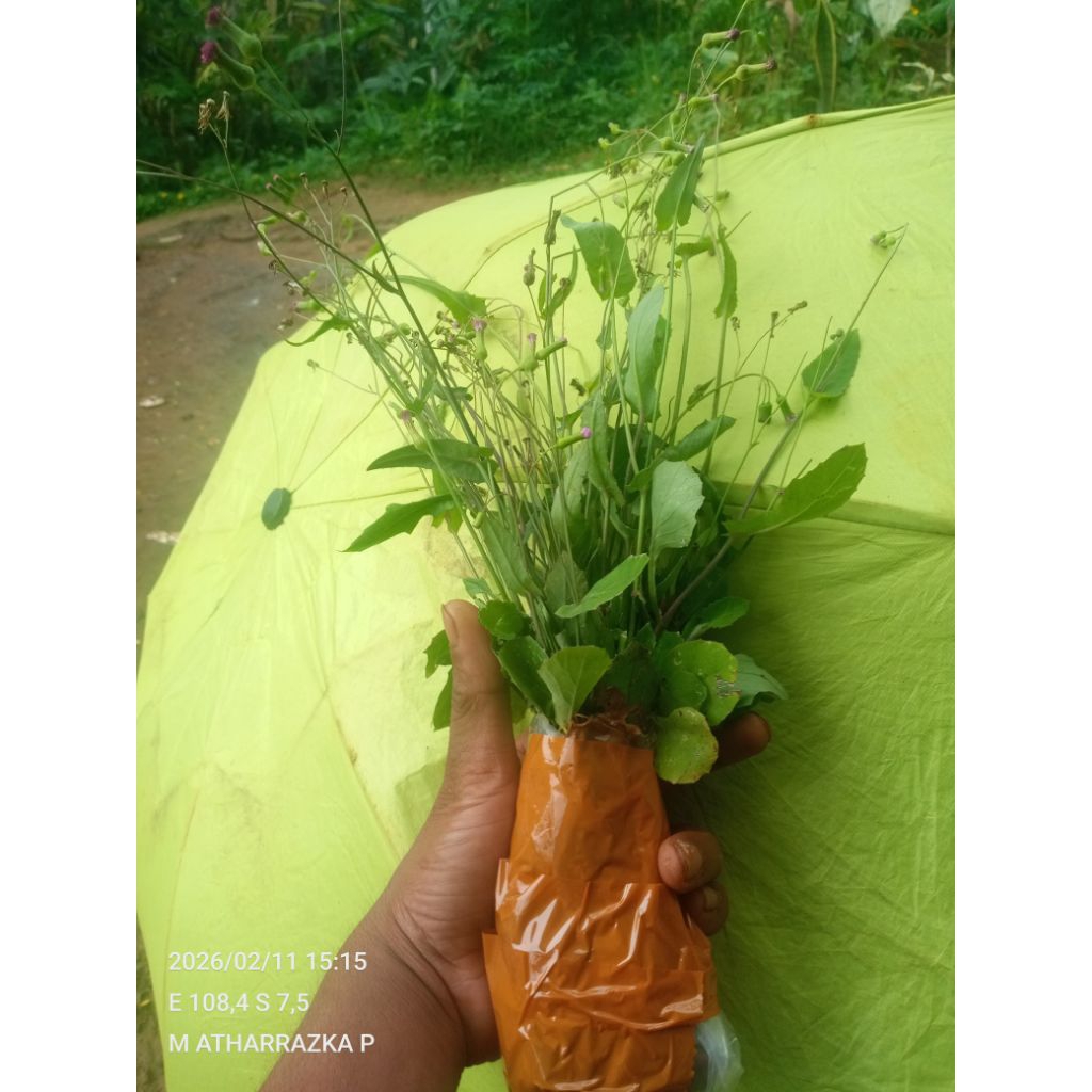 bibit tanaman jonghe siap tanam isi 10 pohon